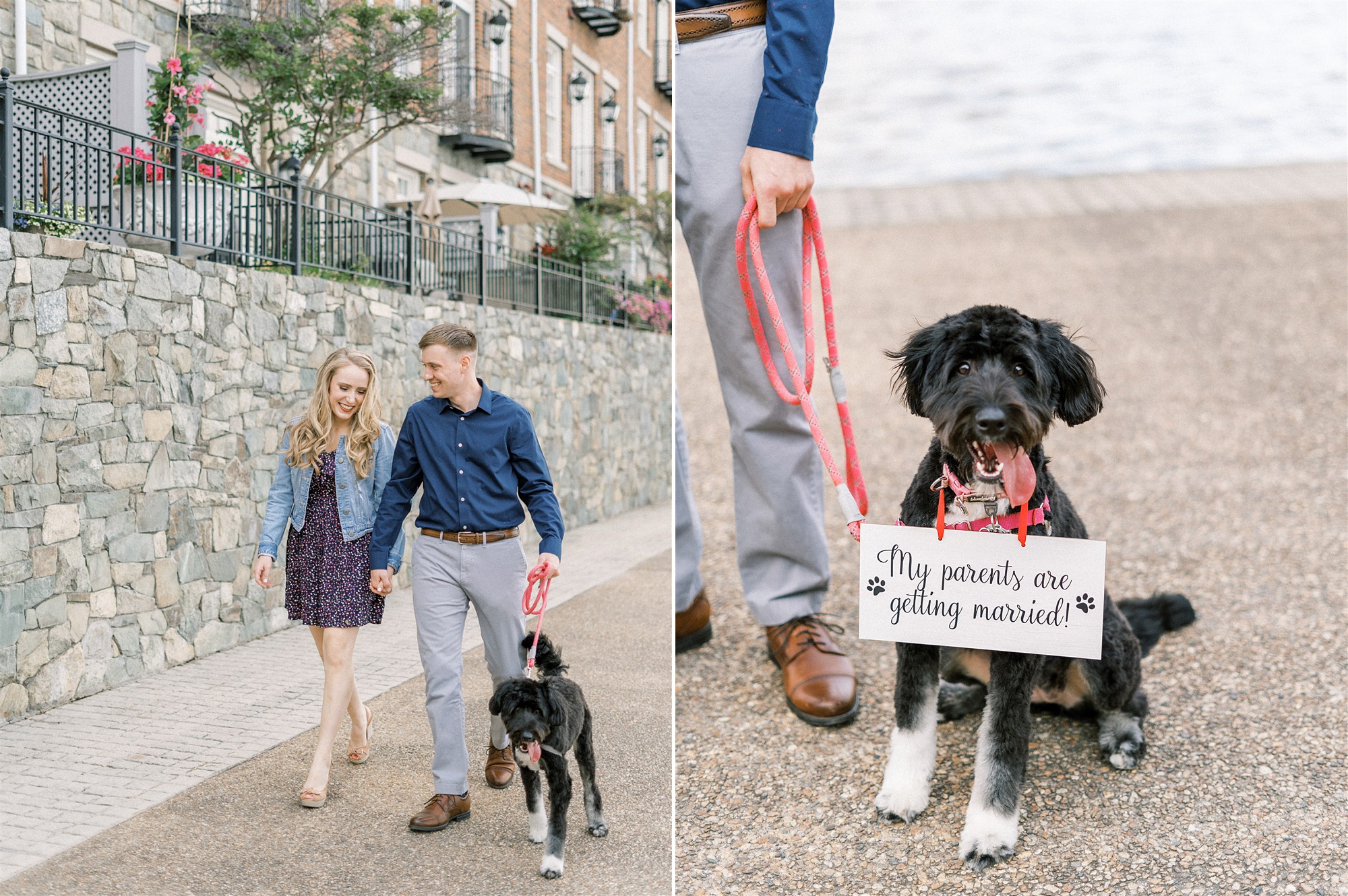 Old Town Alexandria engagement session with dog wearing sign that says "my parents are getting married" 