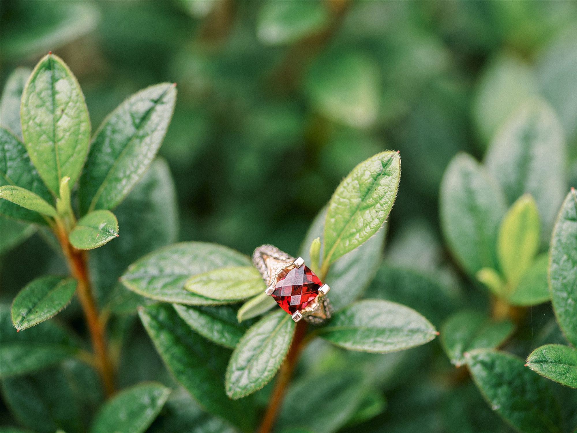 bride's red and gold engagement ring on bush